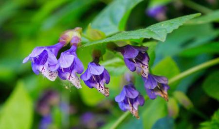 گیاهی با خواص متفاوت/ از کاهش اضطراب و علائم آلزایمر و تپش قلب تا درمان تبخال