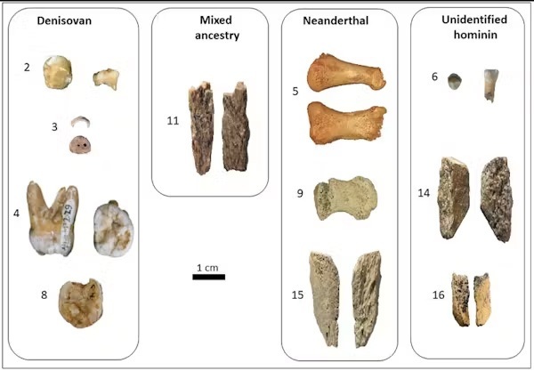 کشف شگفت‌انگیز یک انسان کمتر شناخته شده؛ دنیسووان‌ها چه کسانی بودند؟