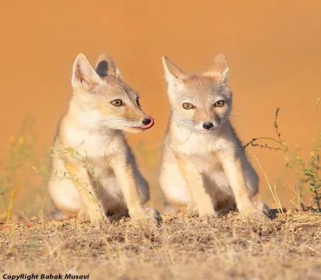 توله‌روباه‌های ترکمنی در طبیعت ایران +عکس