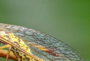 عکس‌های شگفت انگیز از مانتیس + عکس