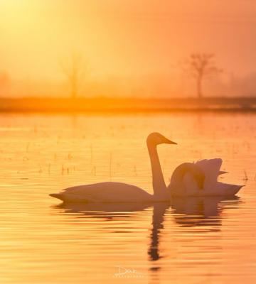 قوهای فریادکش در تالاب سرخرود در مازندران