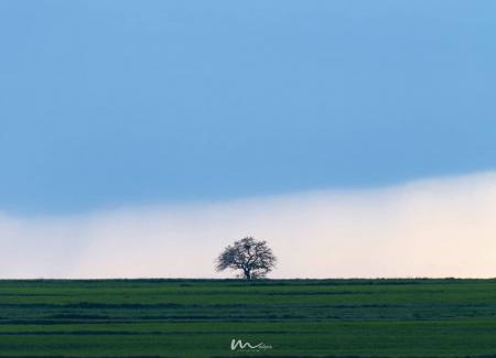 تک درخت گردنه کوهین در انتظار بهار