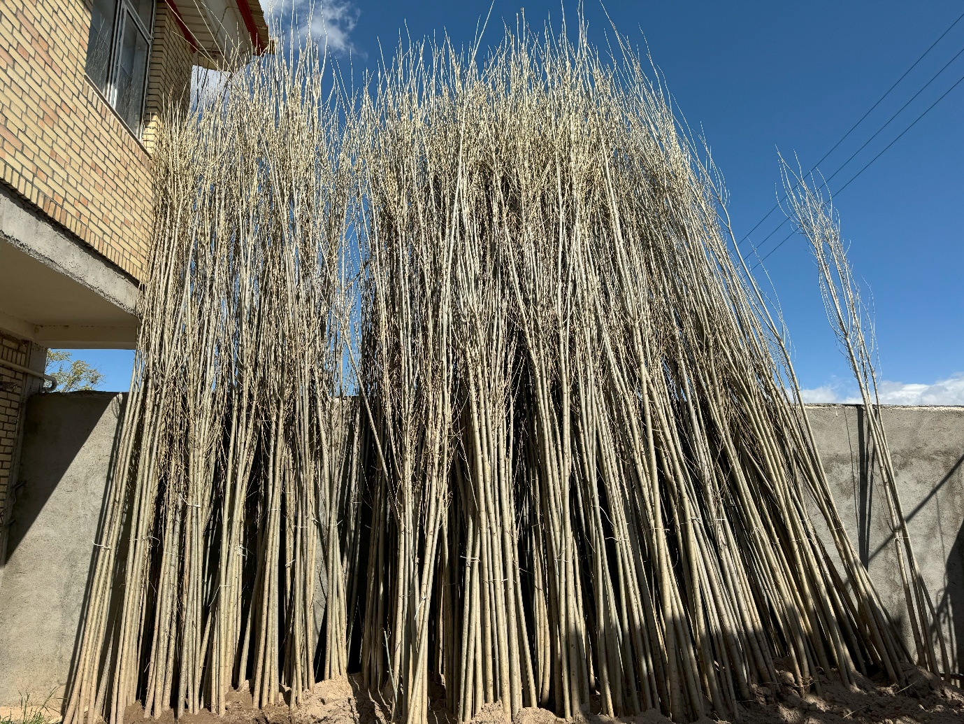 خرید نهال صنوبر نیگرا ترکیه