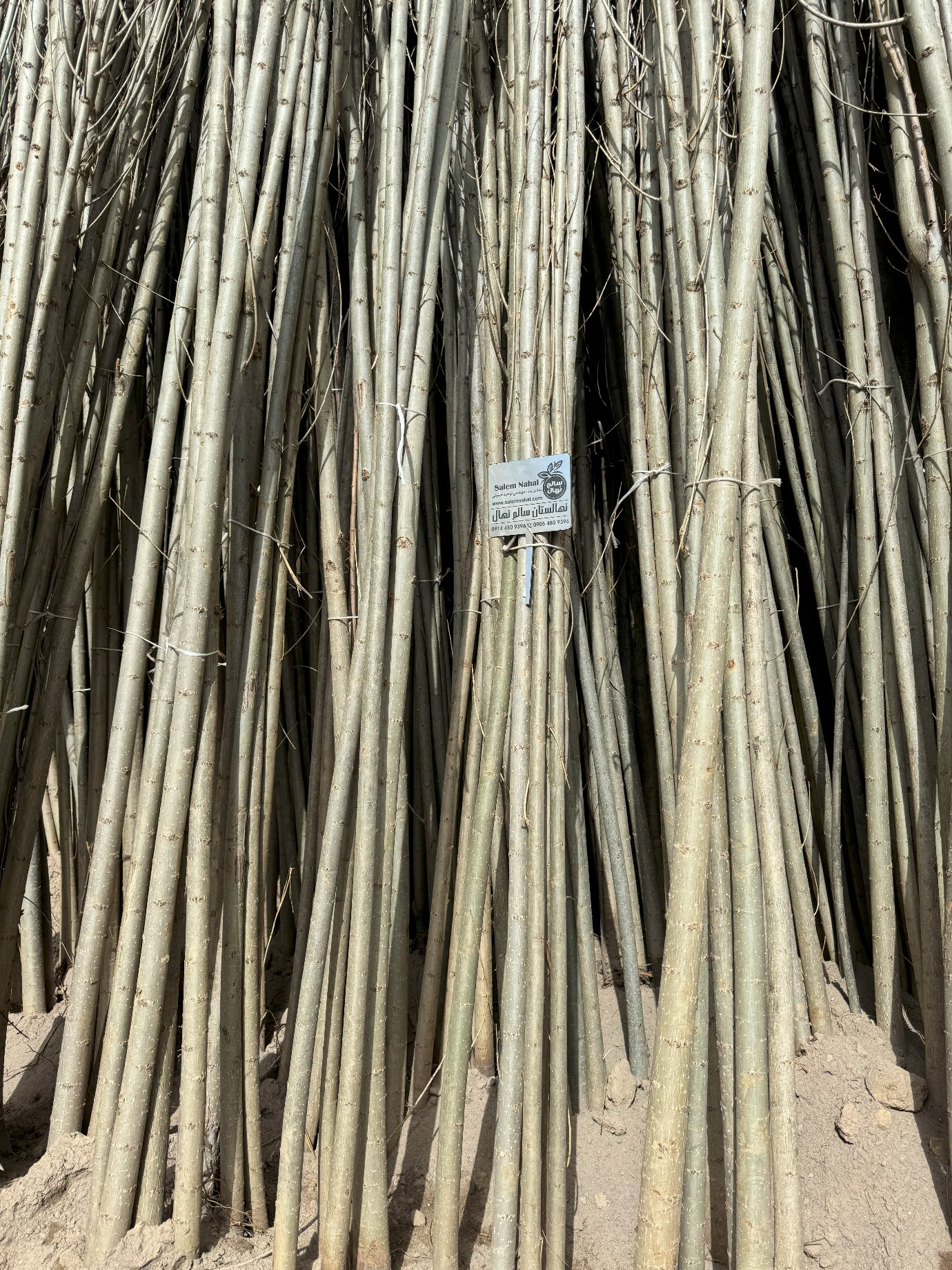 خرید نهال صنوبر