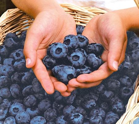 کاهش خطر ابتلا به آلزایمر با مصرف روزانه این میوه!
